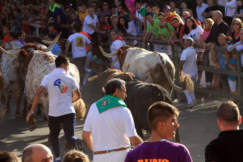 Primer encierro en Cuellar (Segovia)