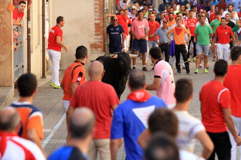 Segundo encierro en las fiestas de Cuellar