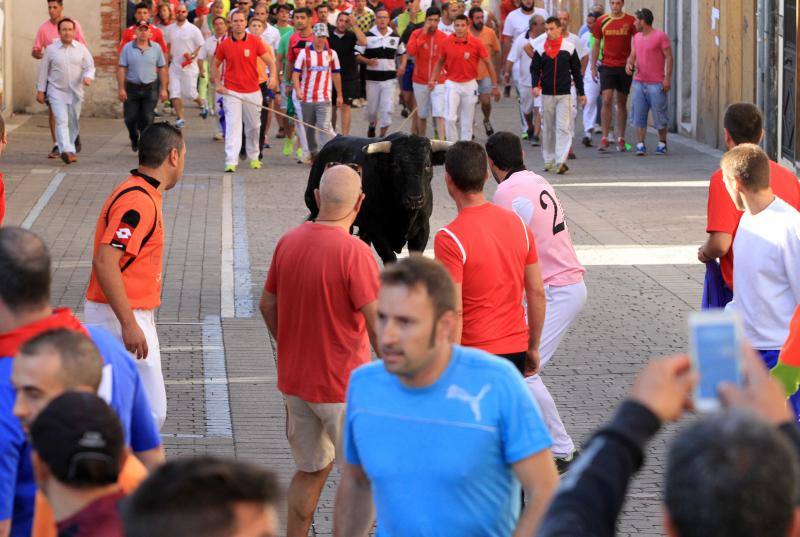 Segundo encierro en las fiestas de Cuellar