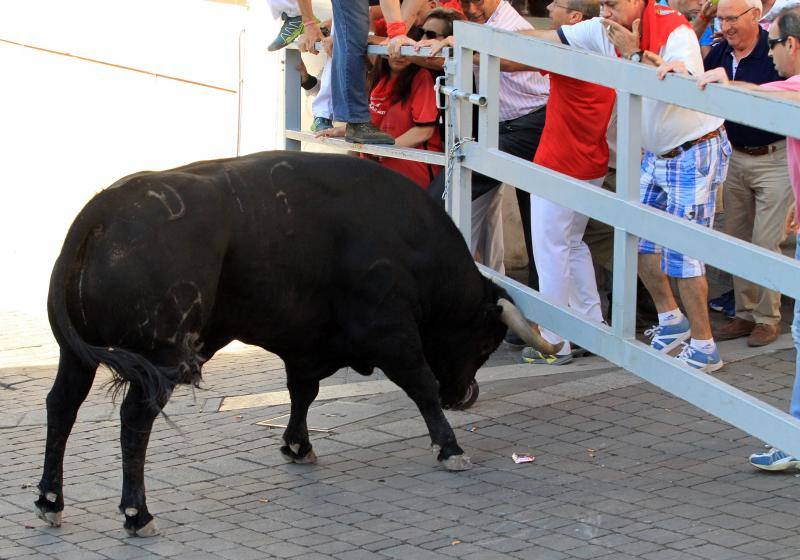 Segundo encierro en las fiestas de Cuellar