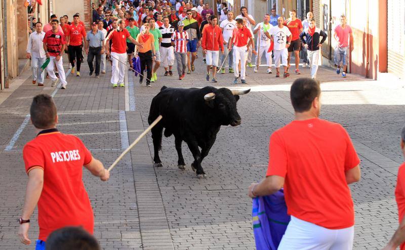 Segundo encierro en las fiestas de Cuellar