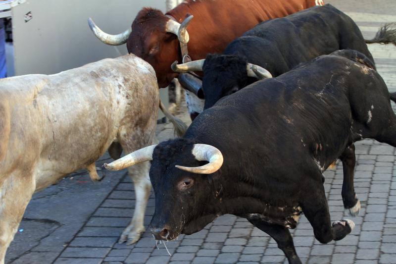 Tercer encierro en las fiestas de la Virgen del Rosario en Cuéllar