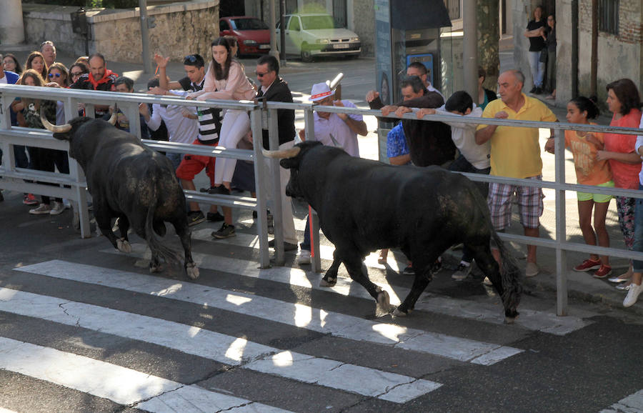 Cuarto encierro en las fiestas de Cuéllar