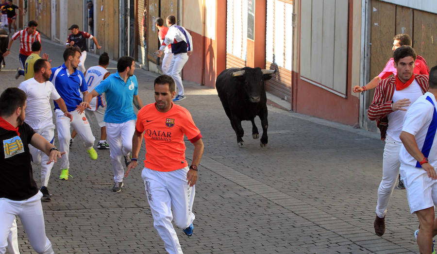 Quinto encierro en las fiestas de Cuéllar