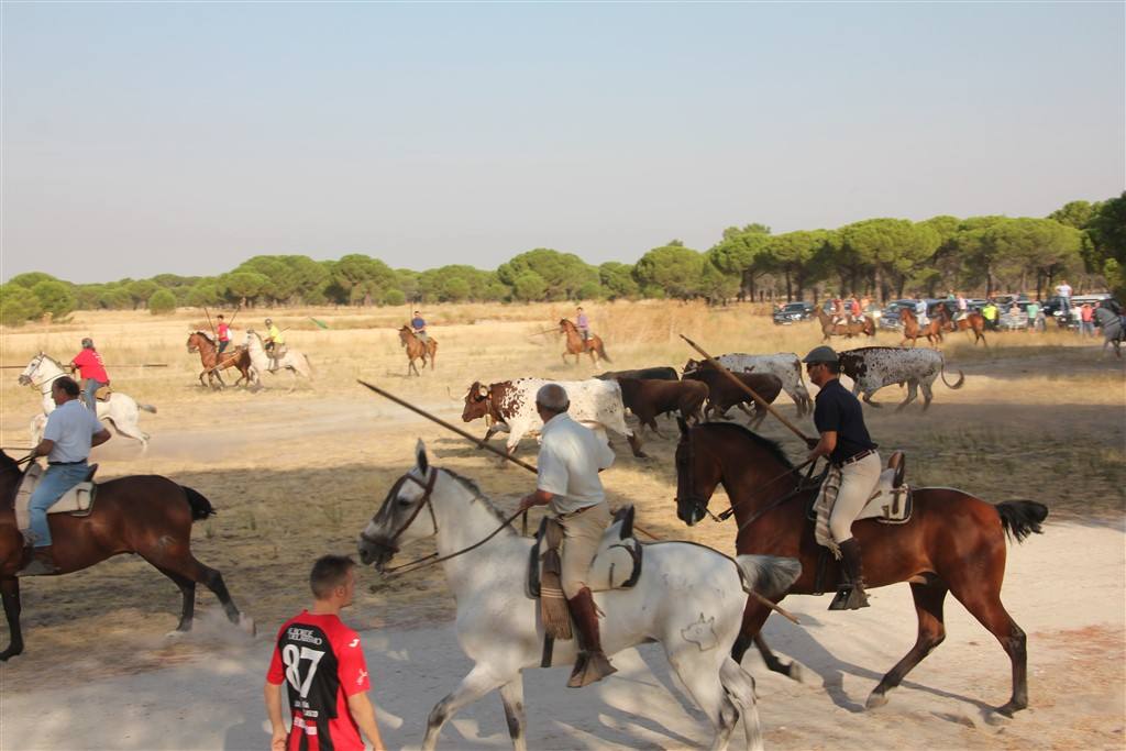 Primer encierro por el campo de las fiestas de Portillo