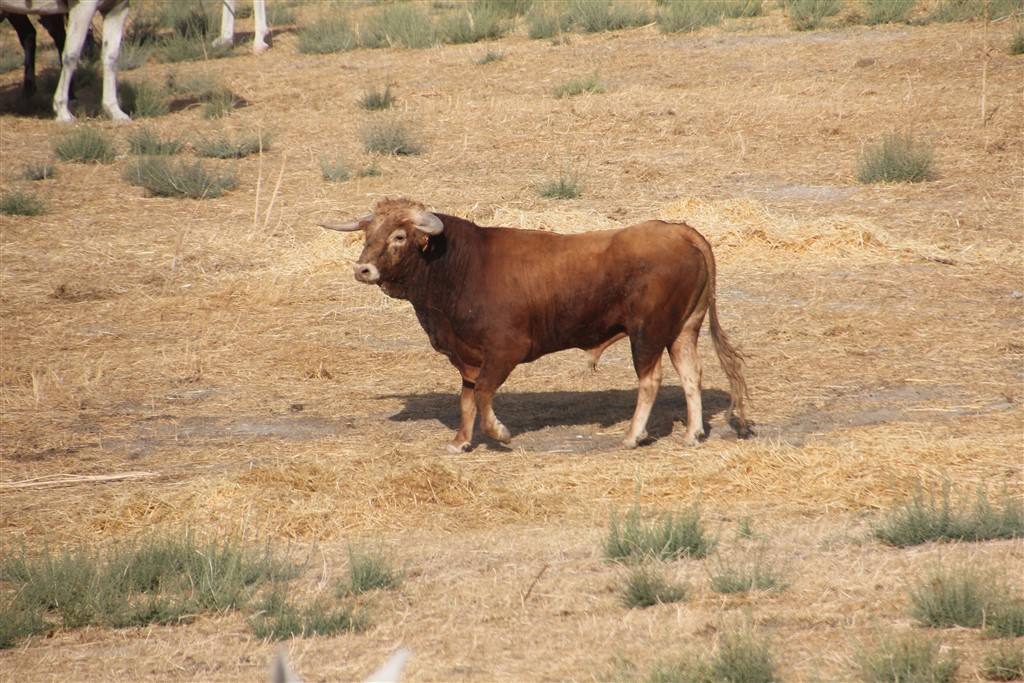 Primer encierro por el campo de las fiestas de Portillo