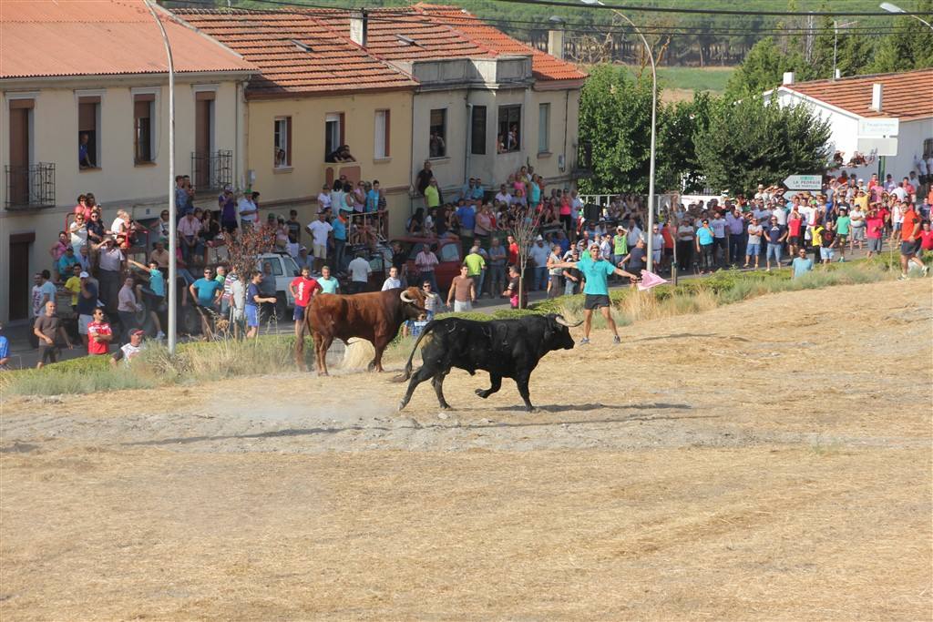 Primer encierro por el campo de las fiestas de Portillo