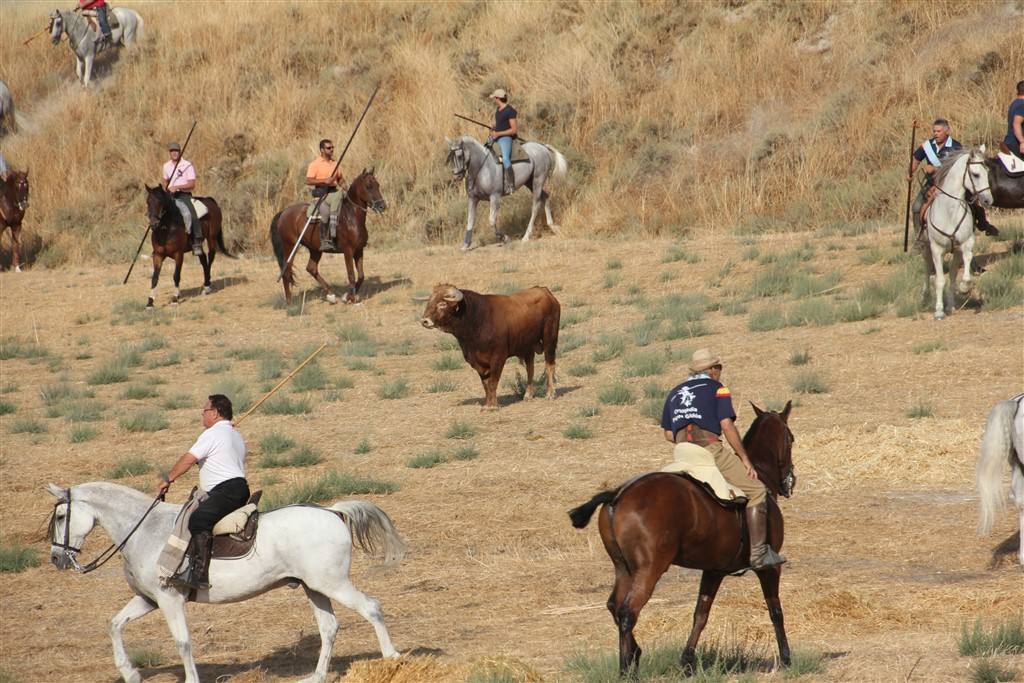 Primer encierro por el campo de las fiestas de Portillo