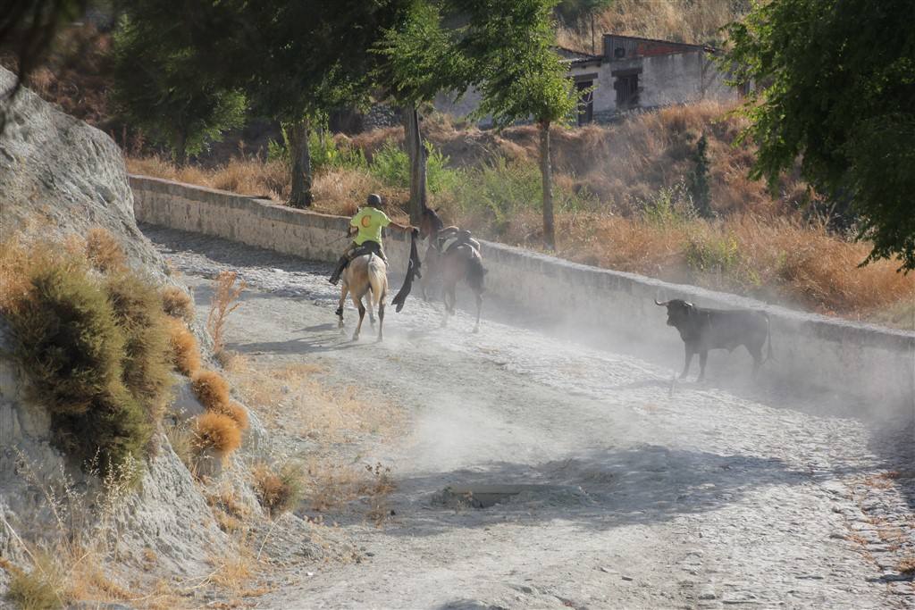 Primer encierro por el campo de las fiestas de Portillo