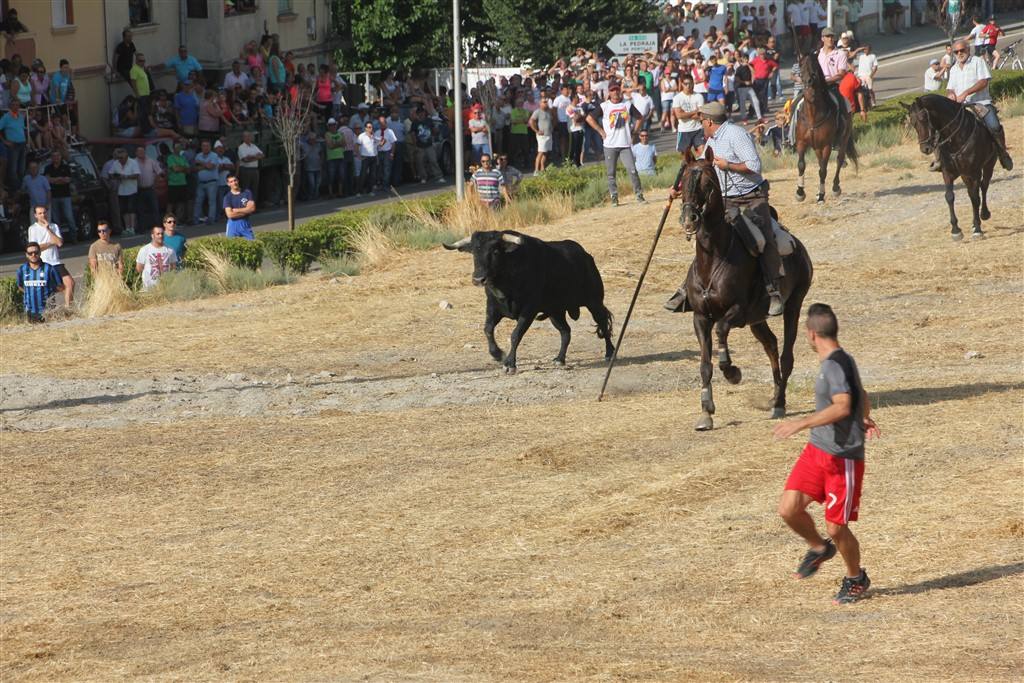 Primer encierro por el campo de las fiestas de Portillo