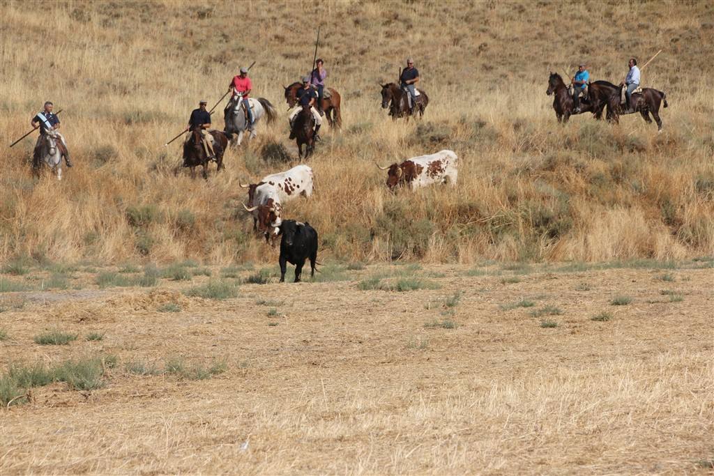 Primer encierro por el campo de las fiestas de Portillo