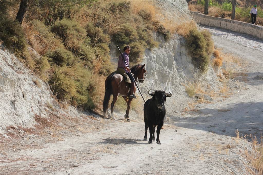 Primer encierro por el campo de las fiestas de Portillo