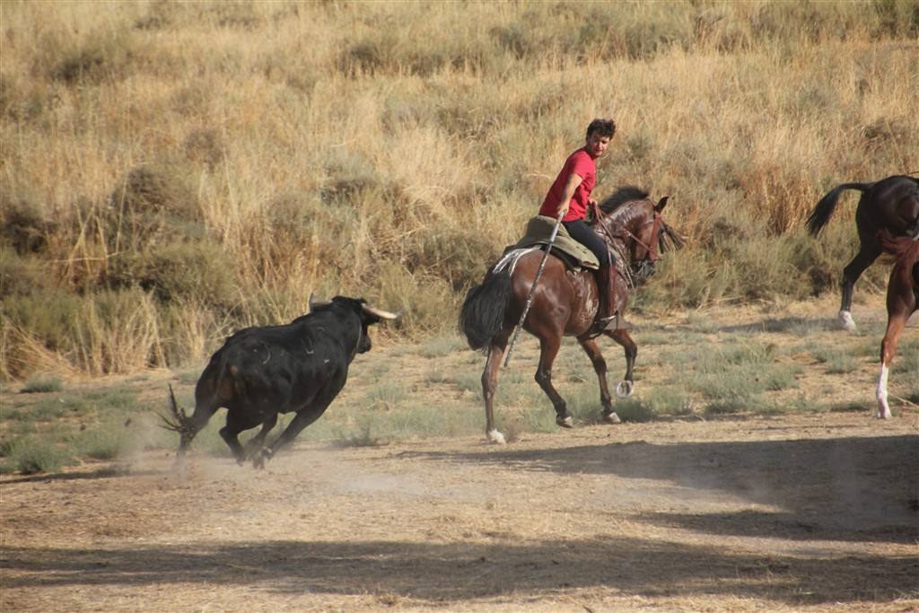 Primer encierro por el campo de las fiestas de Portillo