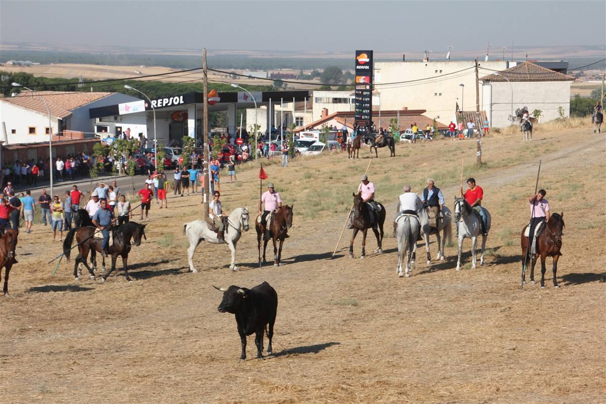 Encierro por el campo en las fiestas de Portillo (Valladolid)