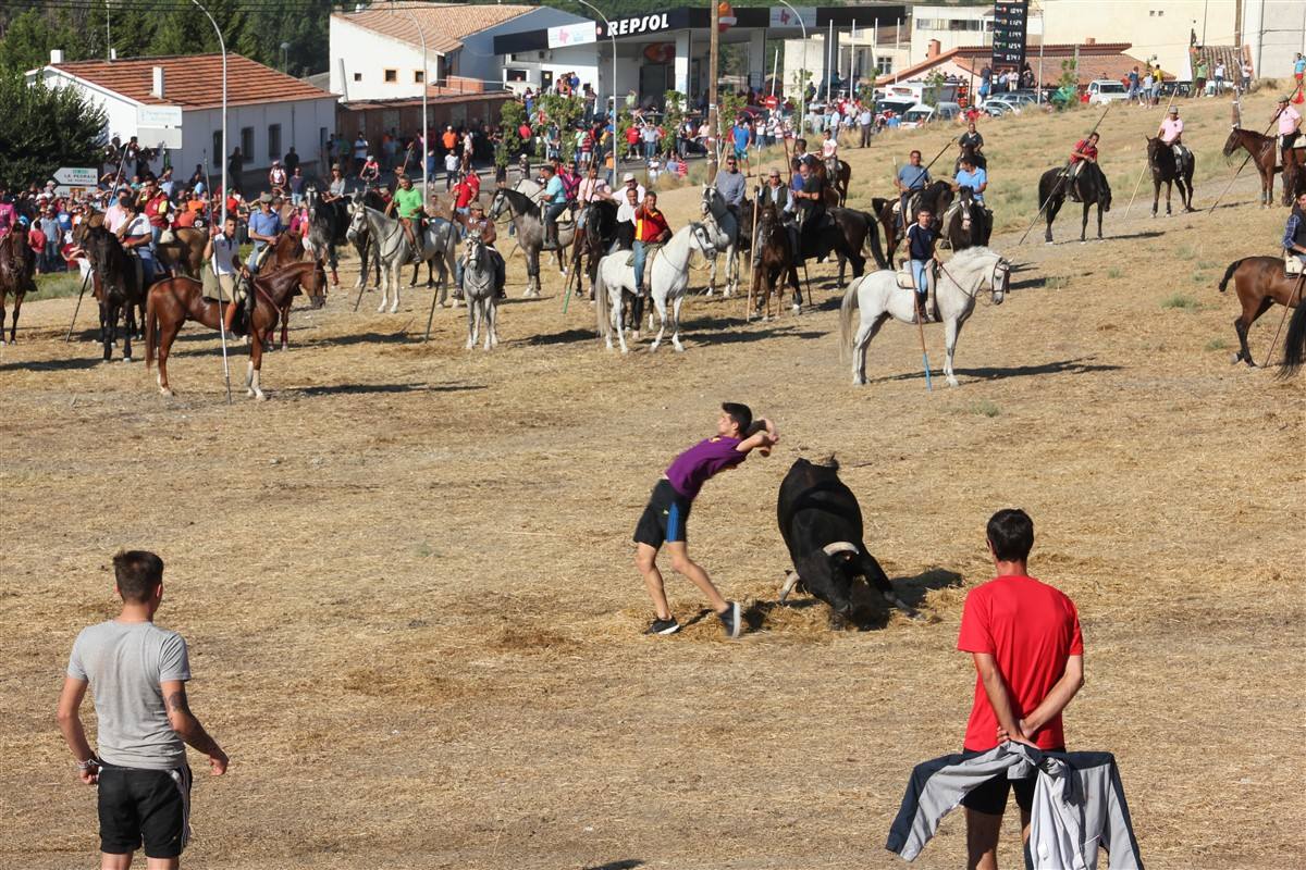 Encierro por el campo en las fiestas de Portillo (Valladolid)