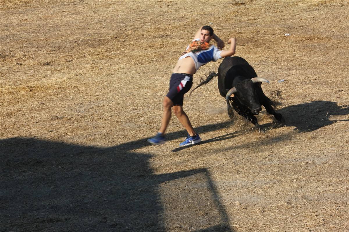 Encierro por el campo en las fiestas de Portillo (Valladolid)