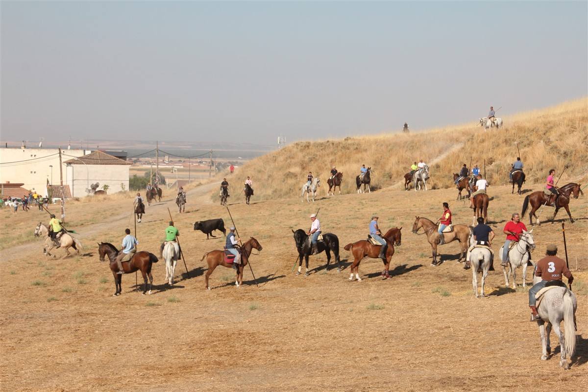 Encierro por el campo en las fiestas de Portillo (Valladolid)