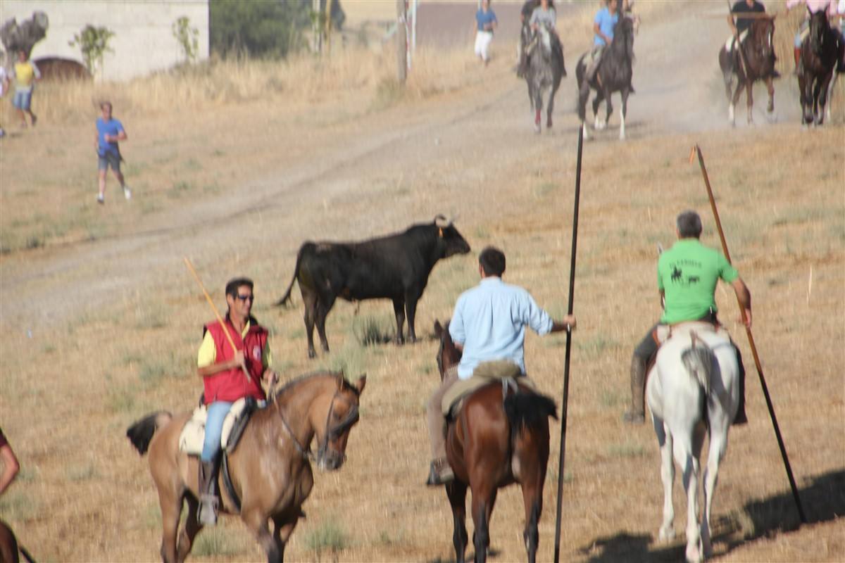 Encierro por el campo en las fiestas de Portillo (Valladolid)