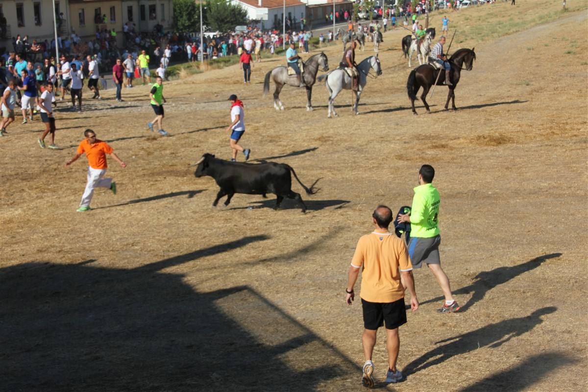 Encierro por el campo en las fiestas de Portillo (Valladolid)