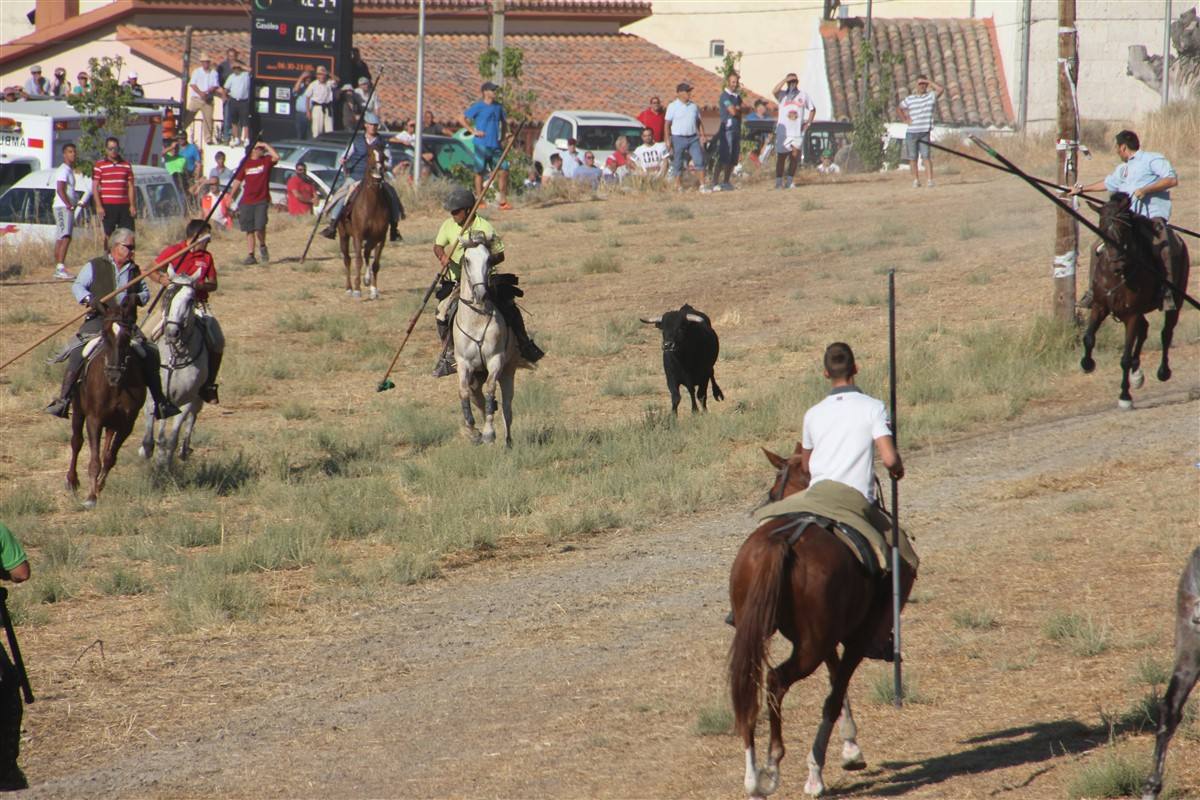 Encierro por el campo en las fiestas de Portillo (Valladolid)