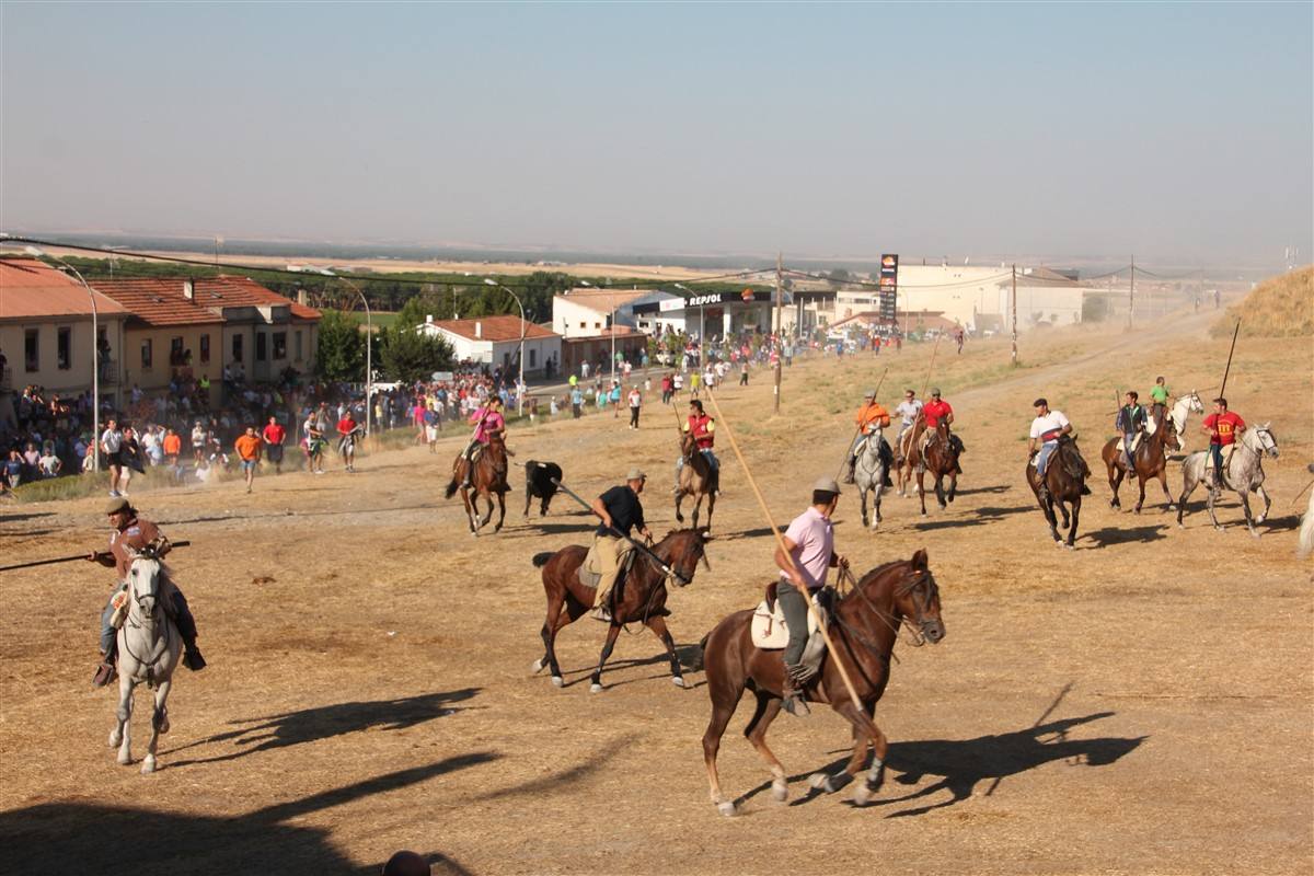 Encierro por el campo en las fiestas de Portillo (Valladolid)