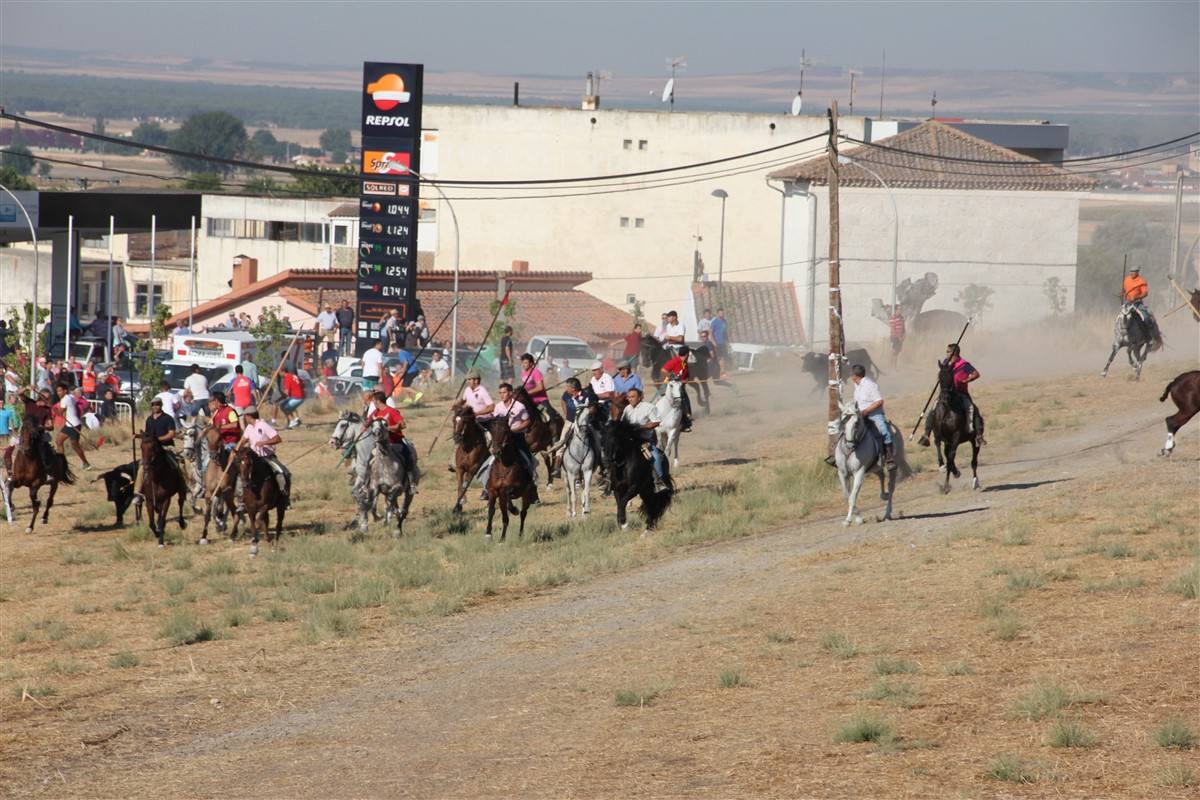 Encierro por el campo en las fiestas de Portillo (Valladolid)