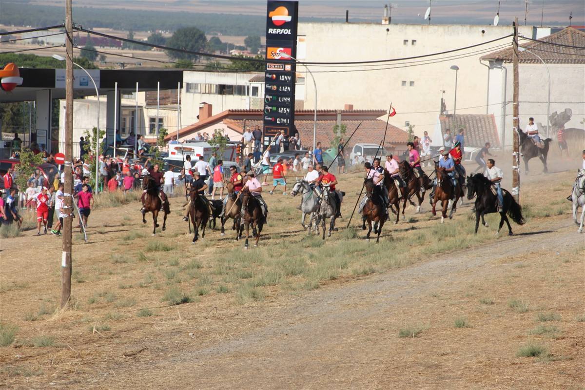 Encierro por el campo en las fiestas de Portillo (Valladolid)