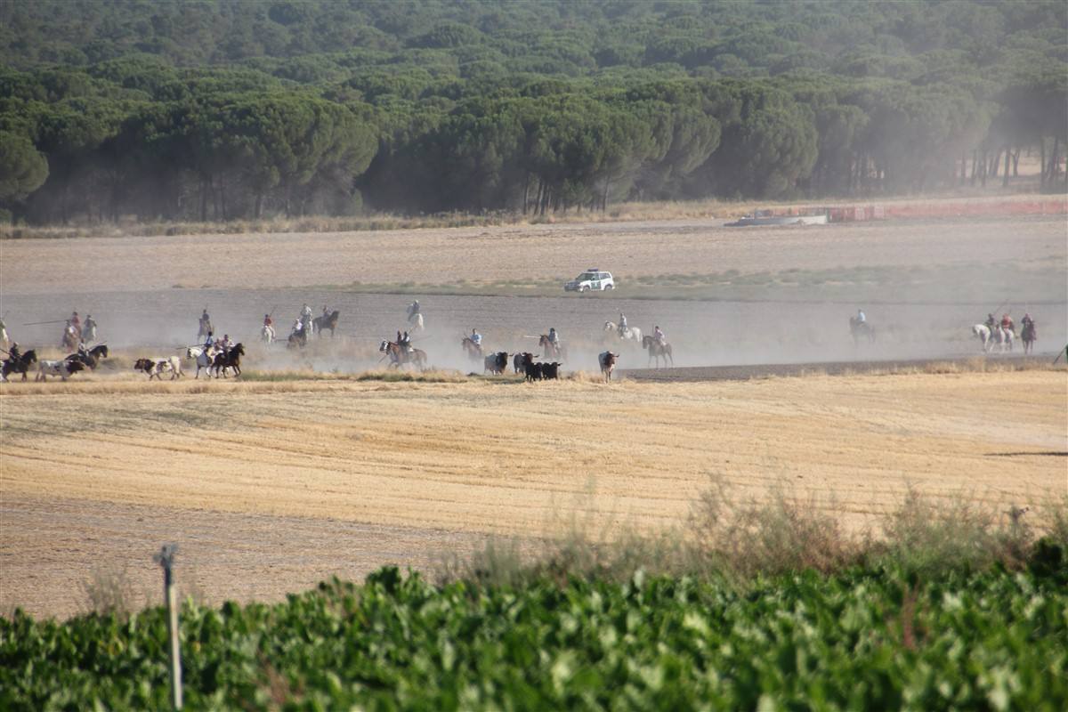 Encierro por el campo en las fiestas de Portillo (Valladolid)