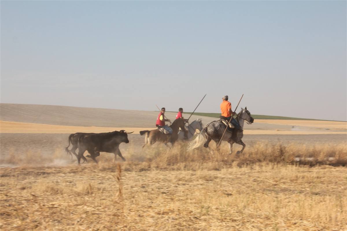 Encierro por el campo en las fiestas de Portillo (Valladolid)