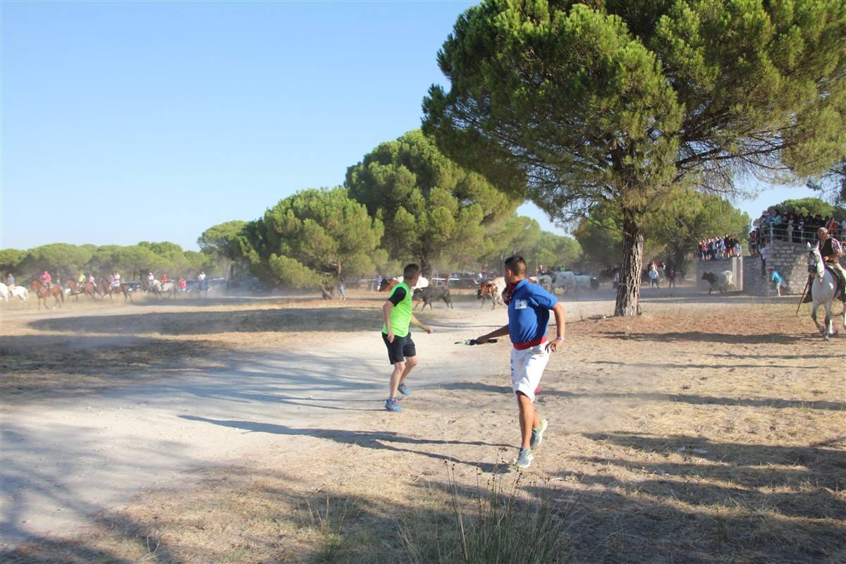 Encierro por el campo en las fiestas de Portillo (Valladolid)