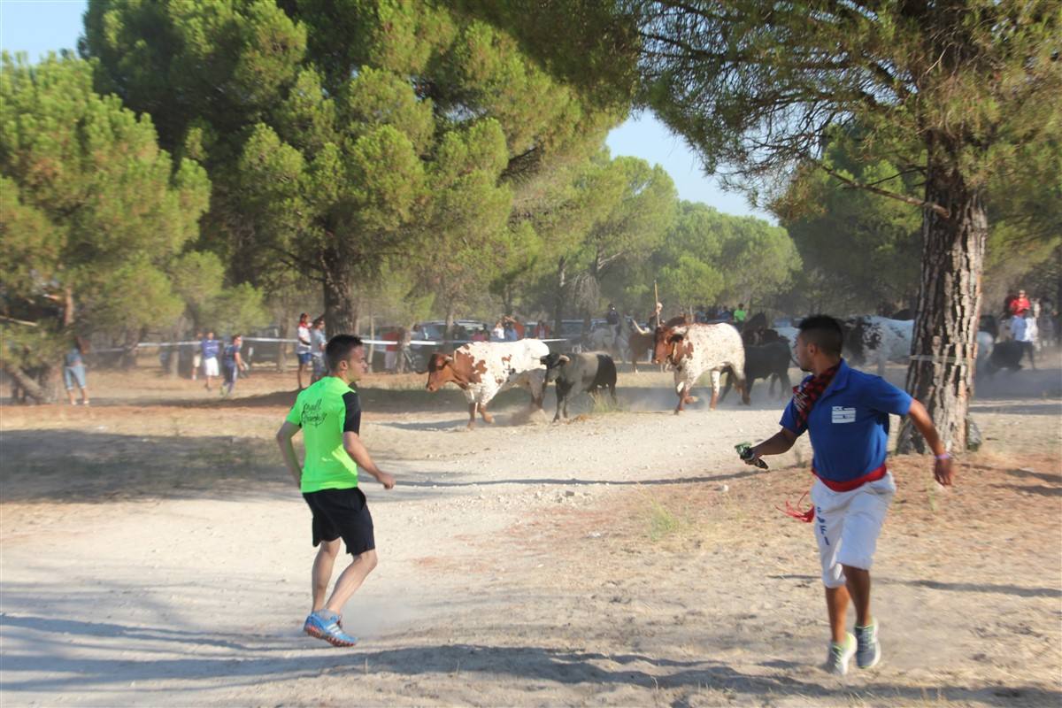 Encierro por el campo en las fiestas de Portillo (Valladolid)