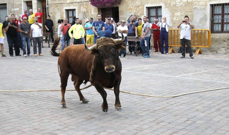 Astudillo celebra su tradicional &#039;toro enmaromado&#039;