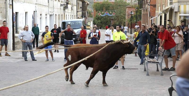 Astudillo celebra su tradicional &#039;toro enmaromado&#039;