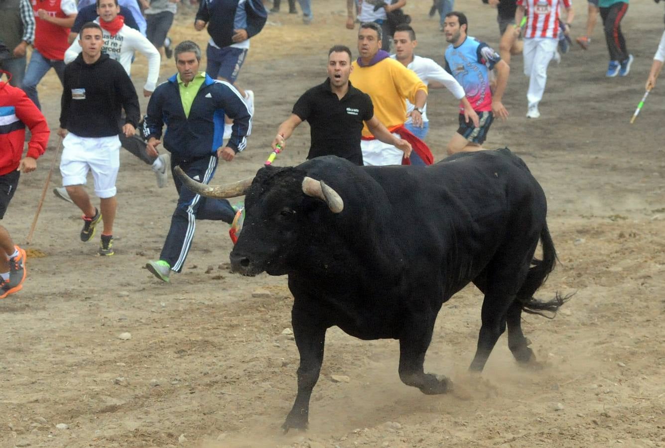 Tordesillas celebra su primer Toro de la Peña