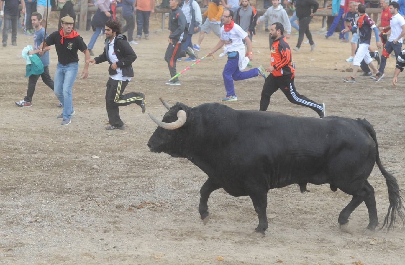 Tordesillas celebra su primer Toro de la Peña