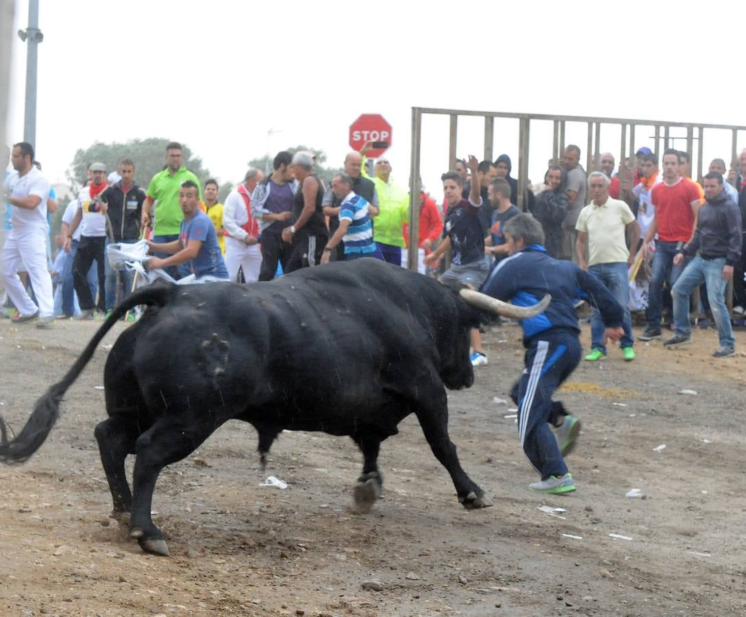 Tordesillas celebra su primer Toro de la Peña