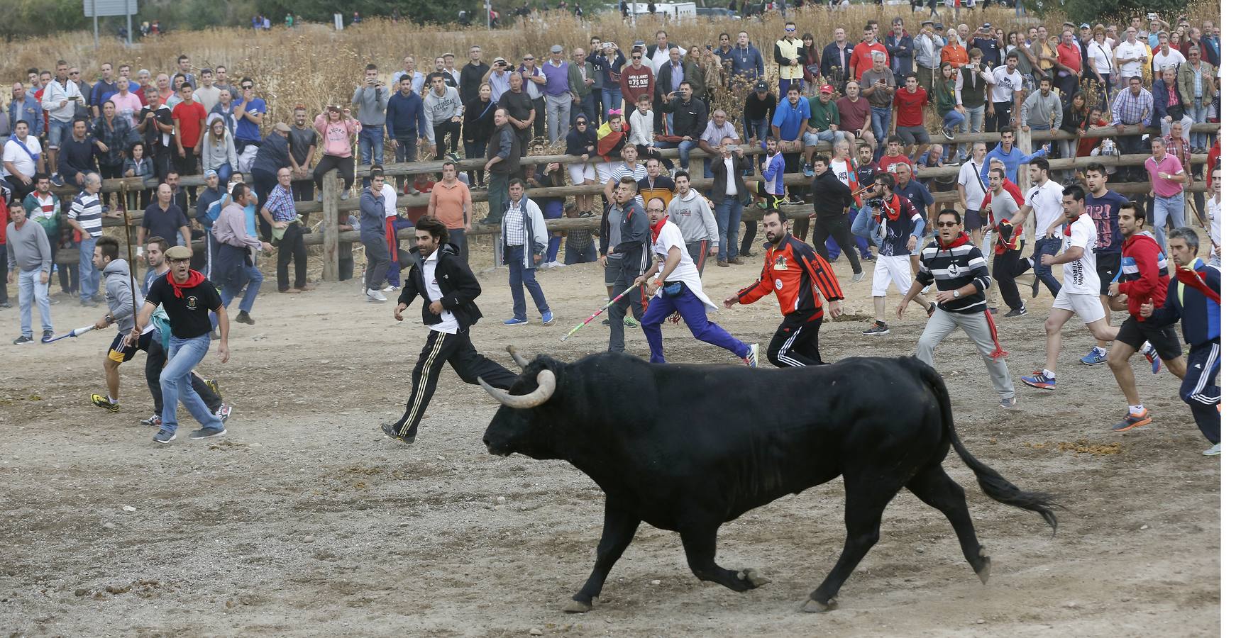 Tordesillas celebra su primer Toro de la Peña