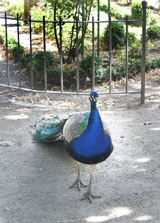 Los huéspedes más fieles del Campo Grande