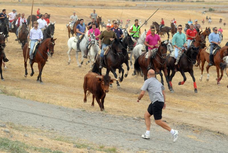 Encierro del viernes por la tarde en Olmedo