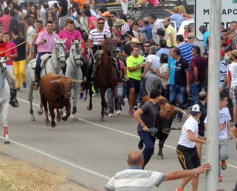 Encierro del viernes por la tarde en Olmedo