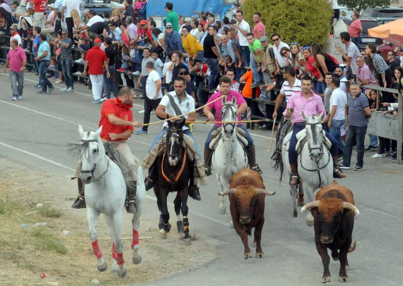 Encierro del viernes por la tarde en Olmedo