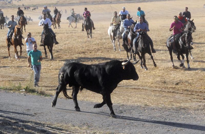 Encierro del sábado por la tarde en Olmedo