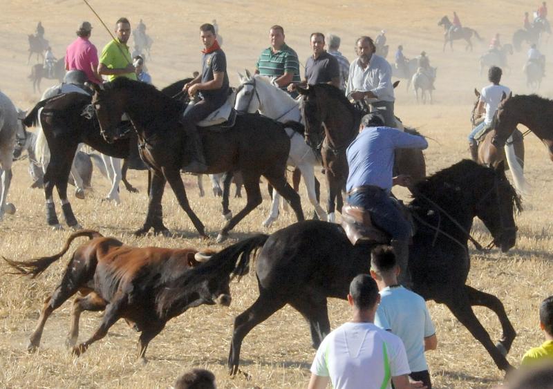 Encierro del sábado por la tarde en Olmedo