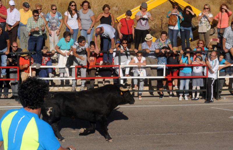 Encierro del sábado por la tarde en Olmedo