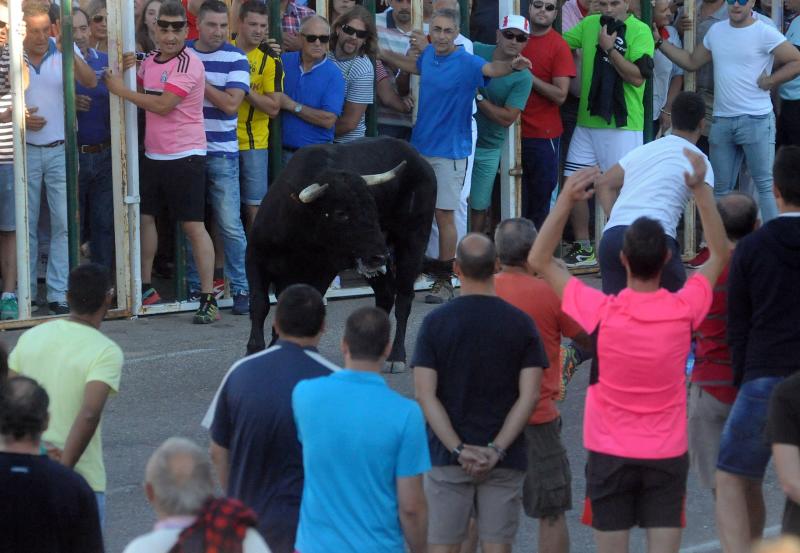 Encierro del sábado por la tarde en Olmedo