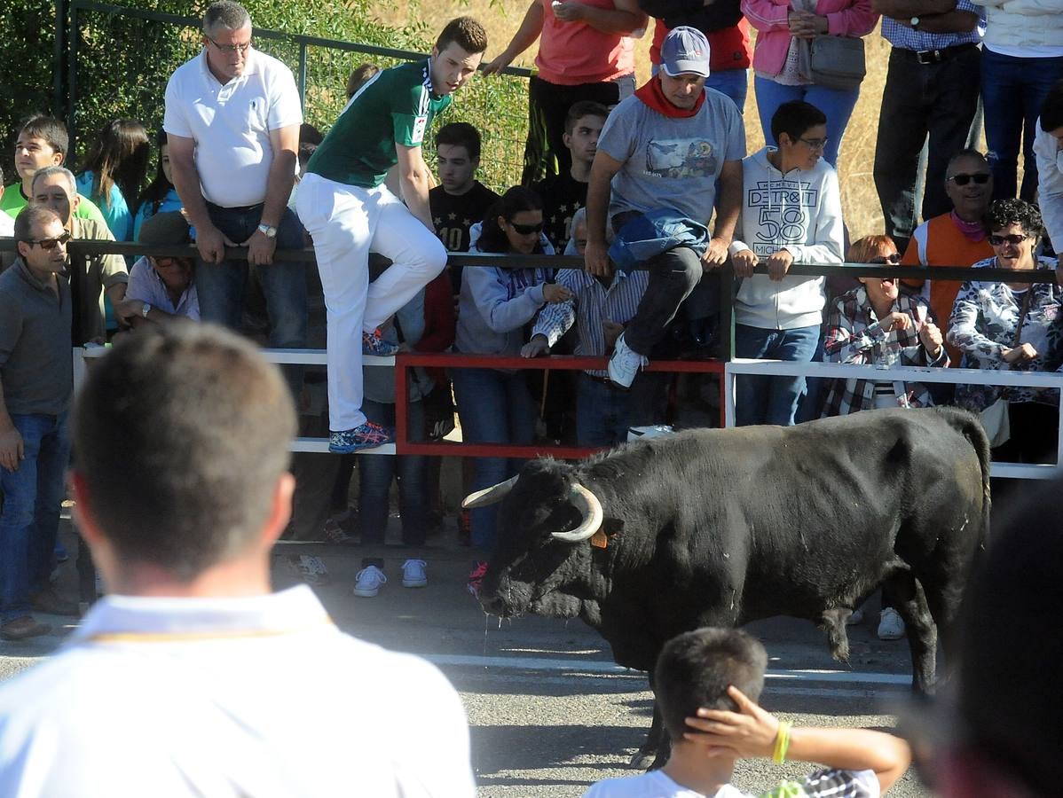 Último encierro de las fiestas de Olmedo