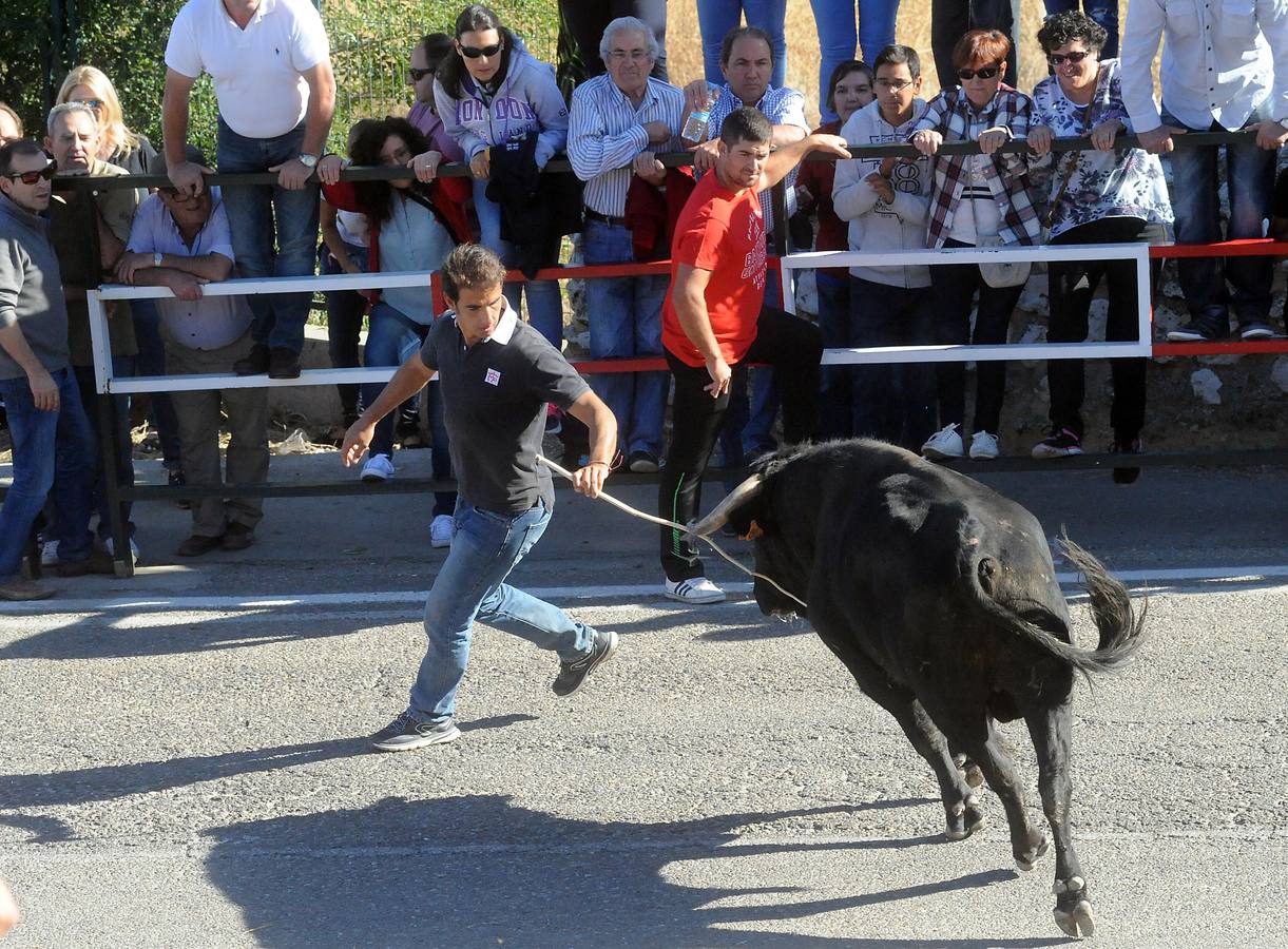 Último encierro de las fiestas de Olmedo