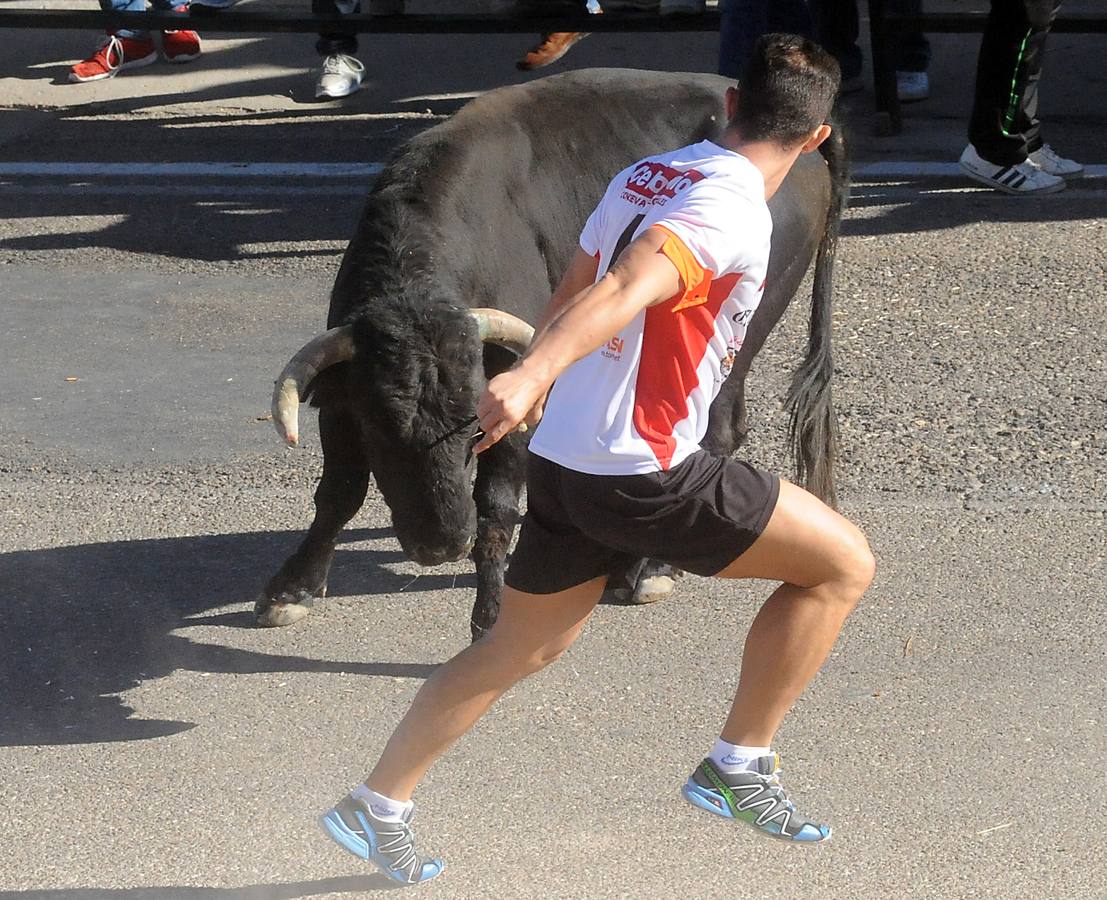 Último encierro de las fiestas de Olmedo