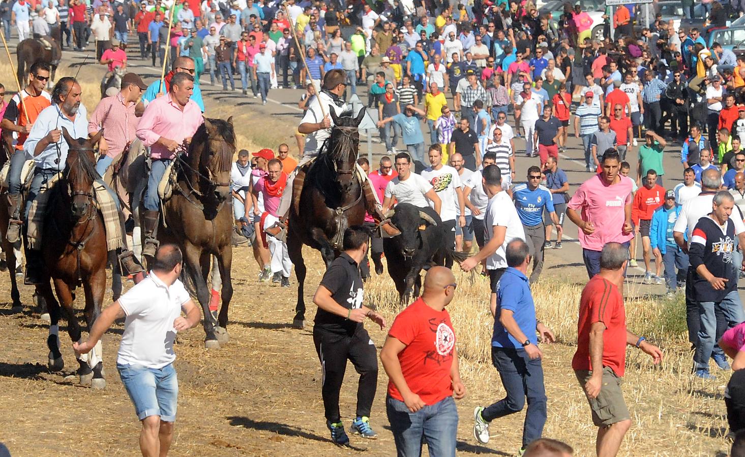 Último encierro de las fiestas de Olmedo