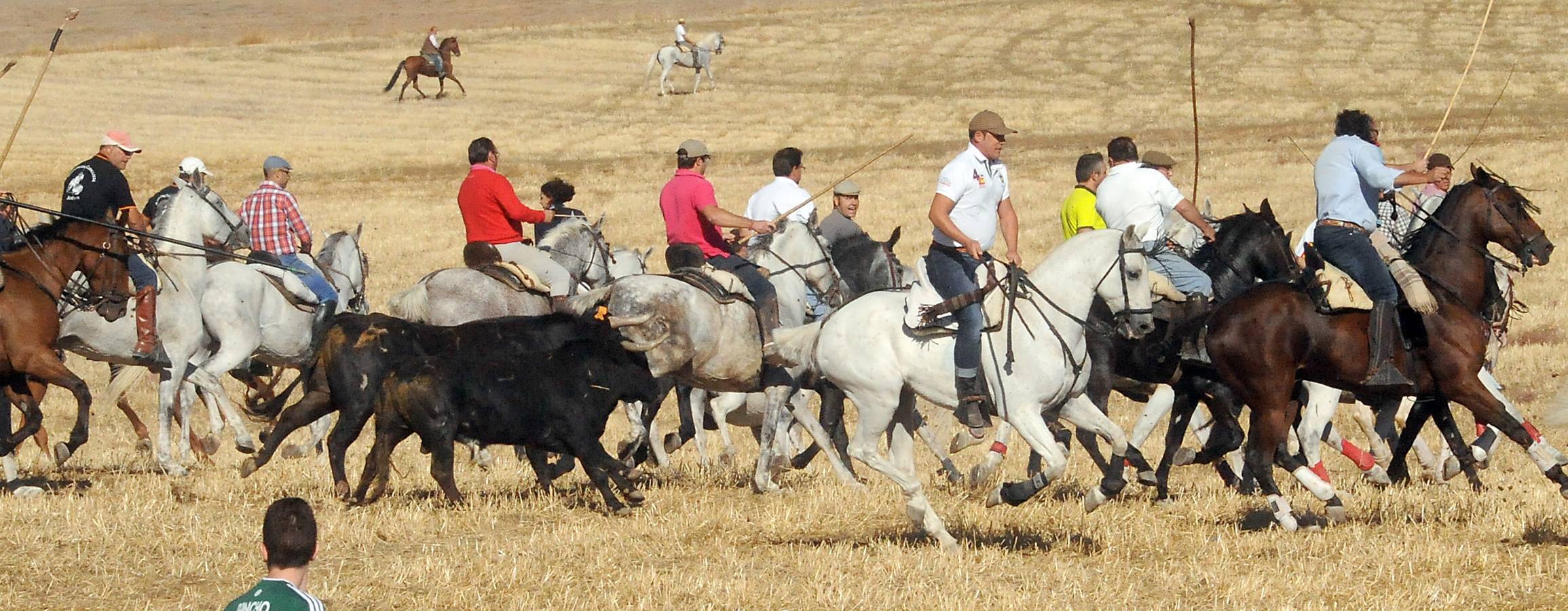 Último encierro de las fiestas de Olmedo